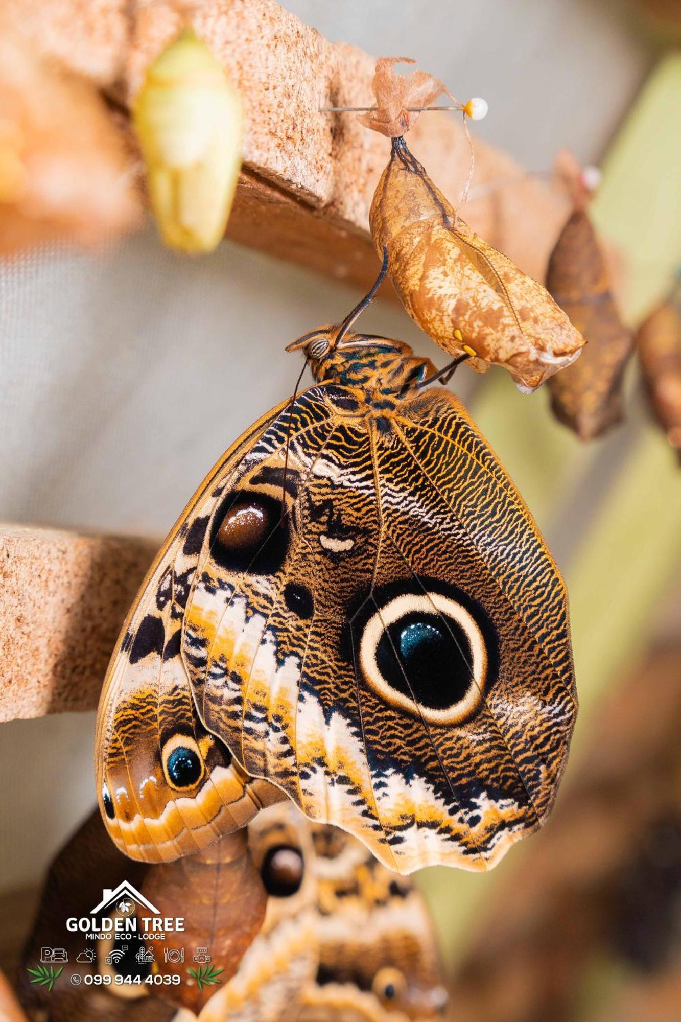 Golden Tree Mindo Eco-Lodge エクステリア 写真